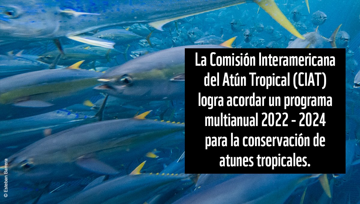 WWFEcuador's tweet photo. WWF destaca que en la última reunión de CIAT se aprobó un sistema de estándares mínimos para las inspecciones portuarias y un programa multianual para la conservación de atunes tropicales. Todavía hay importantes pendientes para trabajar como región: https://t.co/b5K8DL2sIr https://t.co/TiHeW9XbHM
