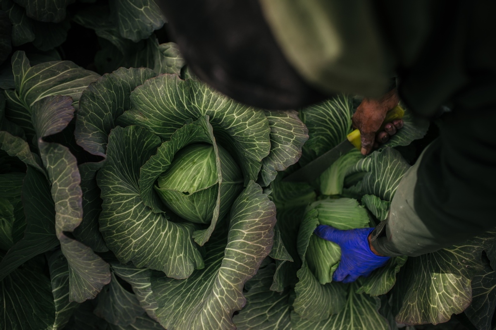 It's a Late Season CSA pickup day! Don't forget to pick up your bounty!