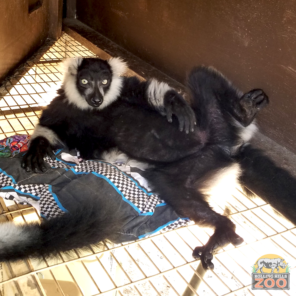 RHZoo's tweet photo. Meet Sriracha, 1 of RHZ's ruffed lemurs. Born 4/23/06 at Sacramento Zoo, & came to RHZ in 2019 from Oregon Zoo. She is very particular about where she's fed. If it changes location, "Princess Sriracha" gets annoyed with Keepers. #RollingHillsZoo #WorldLemurWeek #WorldLemurDay https://t.co/gT6DCbayec
