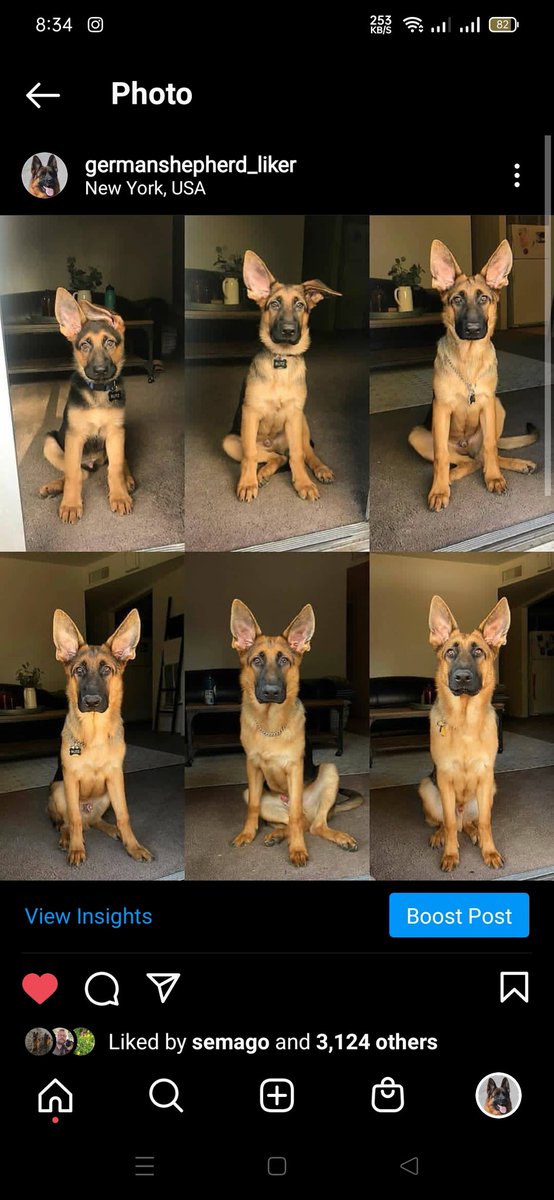 gsdduppy's tweet photo. Cute all?? 

Follow @gsdduppy for more❤️

#germanshepherd #dogsoftwitter #K9 #gsd #dogs #cutedog #dogecoin #doge #FLOKI https://t.co/tJ5RSR1VXD