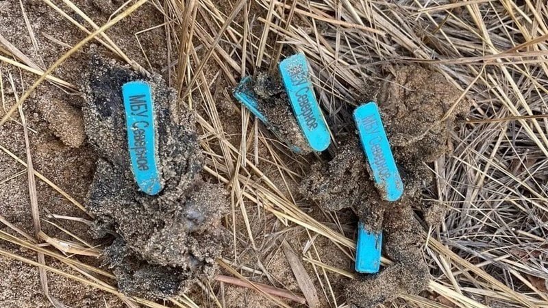 массовое захоронение коров. инвентарь для отлова собак. питомник собак в волгограде. мбу северное волгоград горпитомник. день бездомных животных.