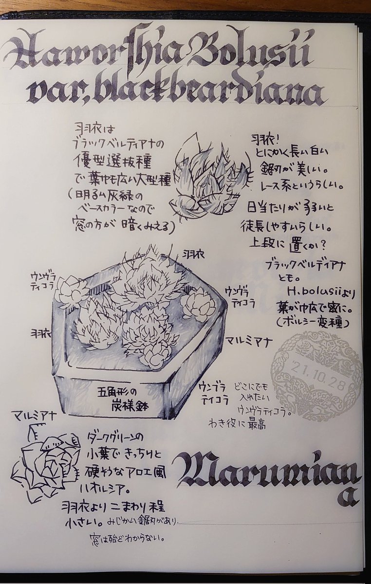 羽衣!羽衣がほんとにきれいでうっとり。このレース様の鋸刃(と、言うらしい?)がきれい……ベースの薄目のグリーングレイも好き。そしてウンブラティコラのゴールデングリーンの可愛さ…… #私的手帳覚書 #園芸覚書 