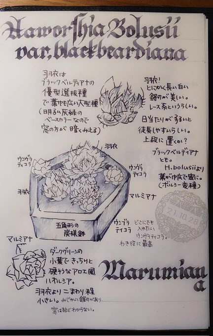 羽衣!羽衣がほんとにきれいでうっとり。このレース様の鋸刃(と、言うらしい?)がきれい……ベースの薄目のグリーングレイも好き。そしてウンブラティコラのゴールデングリーンの可愛さ…… #私的手帳覚書 #園芸覚書 