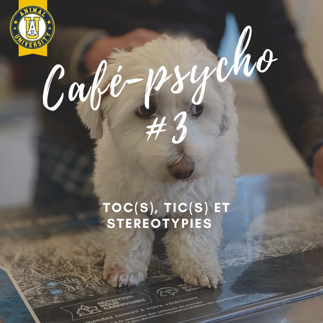 AnimalUniv's tweet photo. TOC(s), TIC(s) et stéréotypie(s) au programme de ce café-psycho du jeudi ! 

#animaluniversity #formations #centredeformation
#tics #tocs #stereotypies #ethologie #comportementanimal #comportementaliste #chienschats https://t.co/E7aMOO5fLB