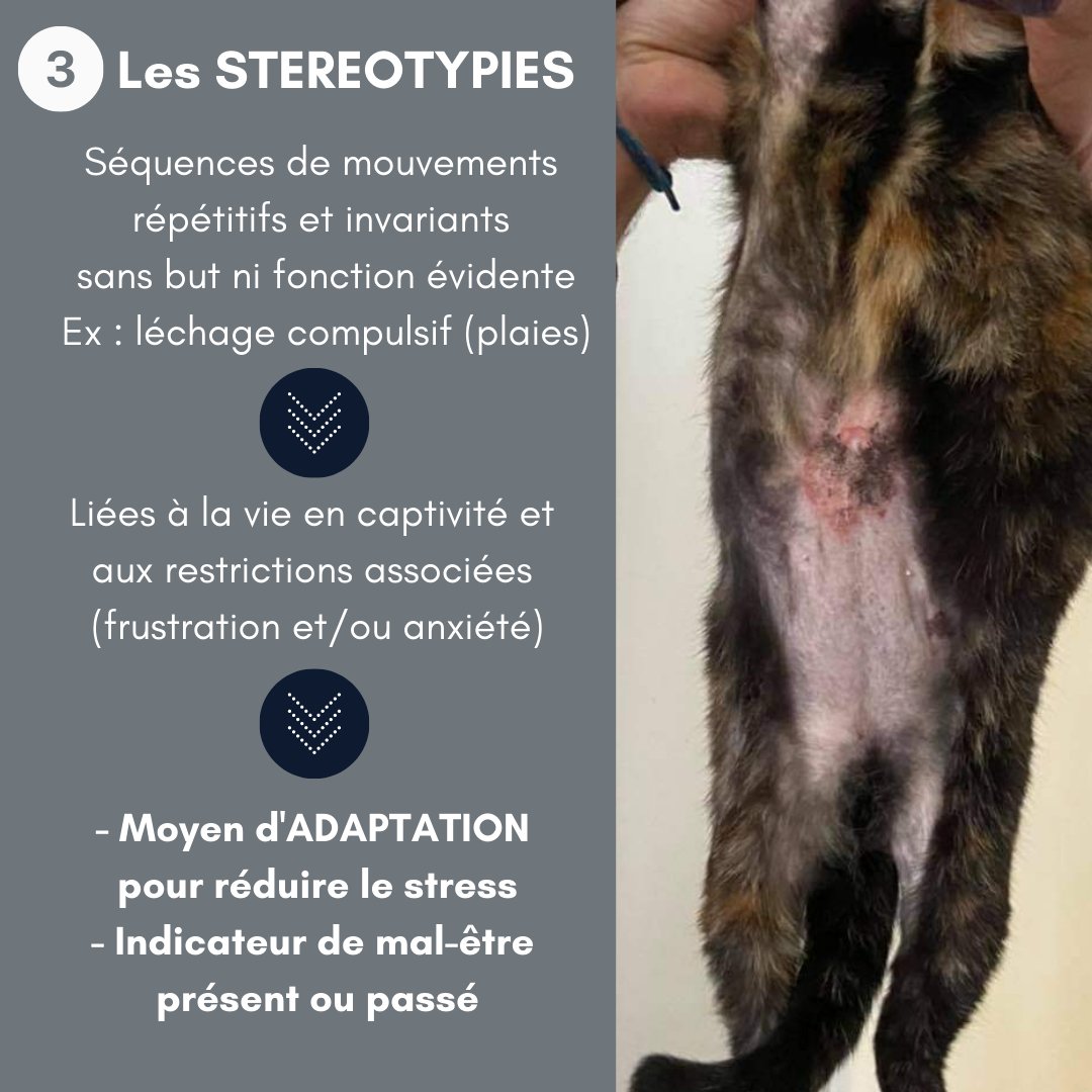 AnimalUniv's tweet photo. TOC(s), TIC(s) et stéréotypie(s) au programme de ce café-psycho du jeudi ! 

#animaluniversity #formations #centredeformation
#tics #tocs #stereotypies #ethologie #comportementanimal #comportementaliste #chienschats https://t.co/E7aMOO5fLB