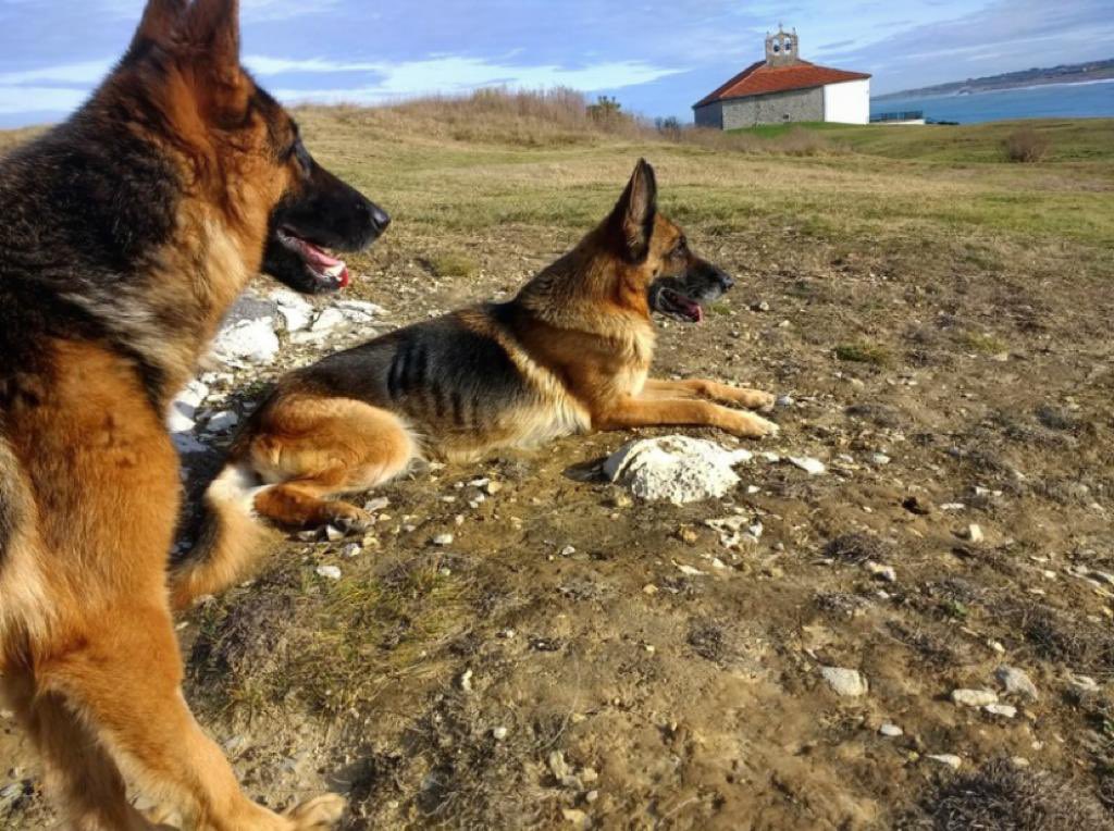 Postureo_CANT's tweet photo. 📢 DESAPARECIDAS 📢

Se llaman Fabel y Rose 🐕 Fueron vistas por última vez cerca del PCTCAN de Santander (Cantabria)

🙏🏻 COMPARTE 🙏🏻

☎ 666033927 https://t.co/nJMa6MFAIG