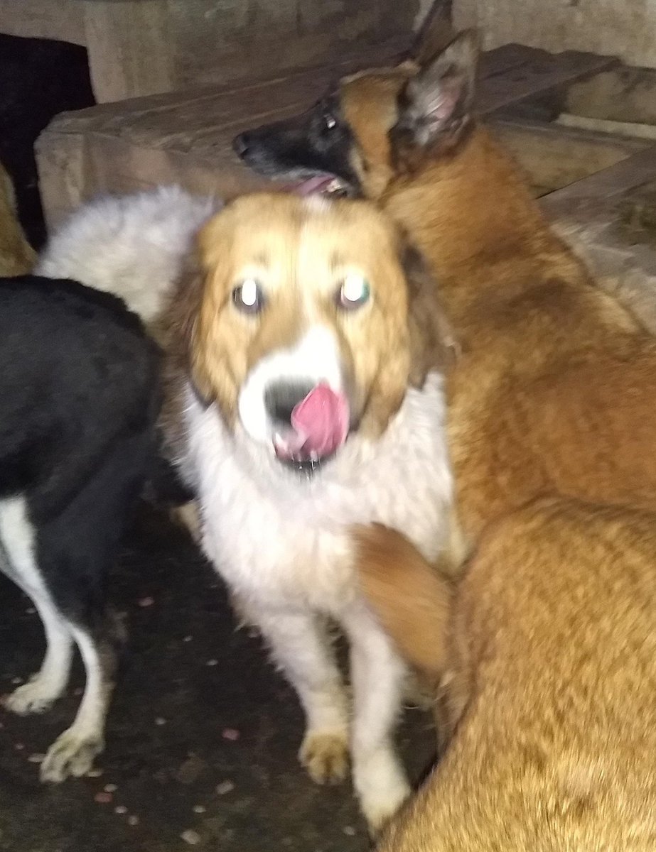 OMEYOCANAC's tweet image. Hoy ladramos que tuvimos 🐕#colitasfelices🎊, su 🐾PAITA AMIGA🐾, llegó para hacer realidad de cerrar el día con 🍖#croquetitas, y a todos los que han tomado el compromiso de mandar su 🐾PATITA AMIGA🐾 por medio de paypal mensual

¡¡LES ❤ MANDAMOS 🐶 #Lengüetazos!!