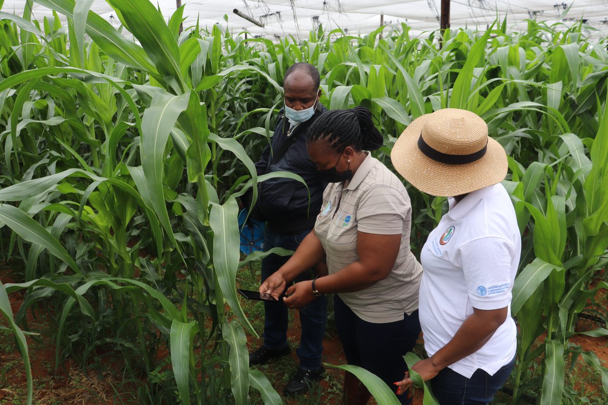 FAOBotswana's tweet photo. Today: The #FallArmyWorm National Project Coordinator embarked on a fall army worm survey in the Kgatleng district. The surveillance was done using the #FAMEWS mobile app. FAMEWS is a @FAO app that is used to identify pest damage. https://t.co/40slCVBheN
