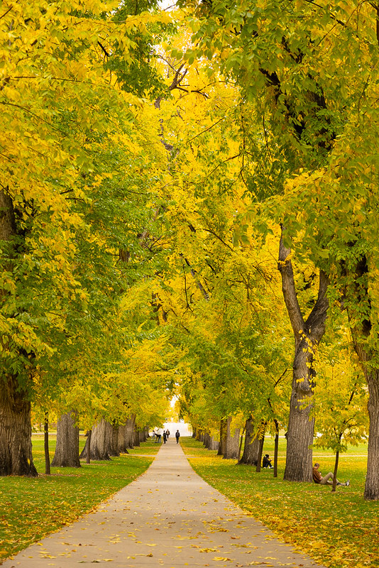 ColoradoStateU's tweet image. Nothing like fall on the Oval 😍