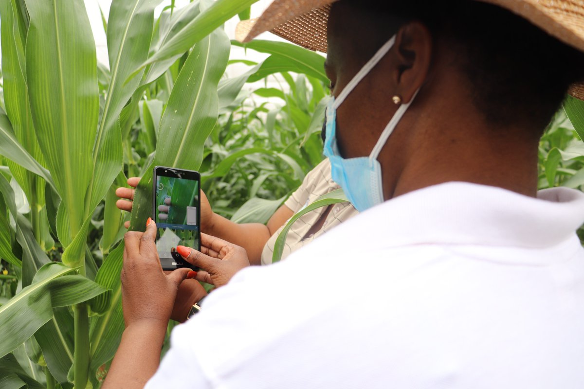 FAOBotswana's tweet photo. Today: The #FallArmyWorm National Project Coordinator embarked on a fall army worm survey in the Kgatleng district. The surveillance was done using the #FAMEWS mobile app. FAMEWS is a @FAO app that is used to identify pest damage. https://t.co/40slCVBheN