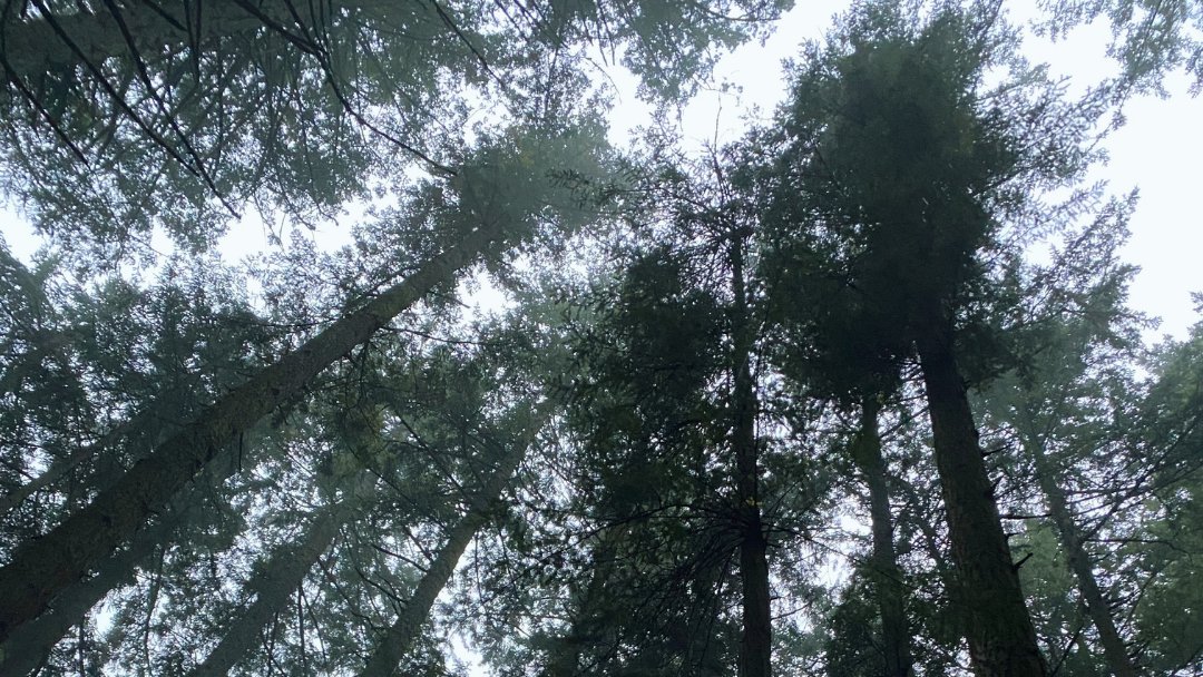 HumanNatureCS's tweet image. “As I got deeper into the woods it was easier to pay attention to the sounds that I was creating with the rustle of my raincoat, the sound of my breathing, and the soft squish of my steps.” Hope&apos;s experience🚶🏻‍♀️- bit.ly/HNCShope