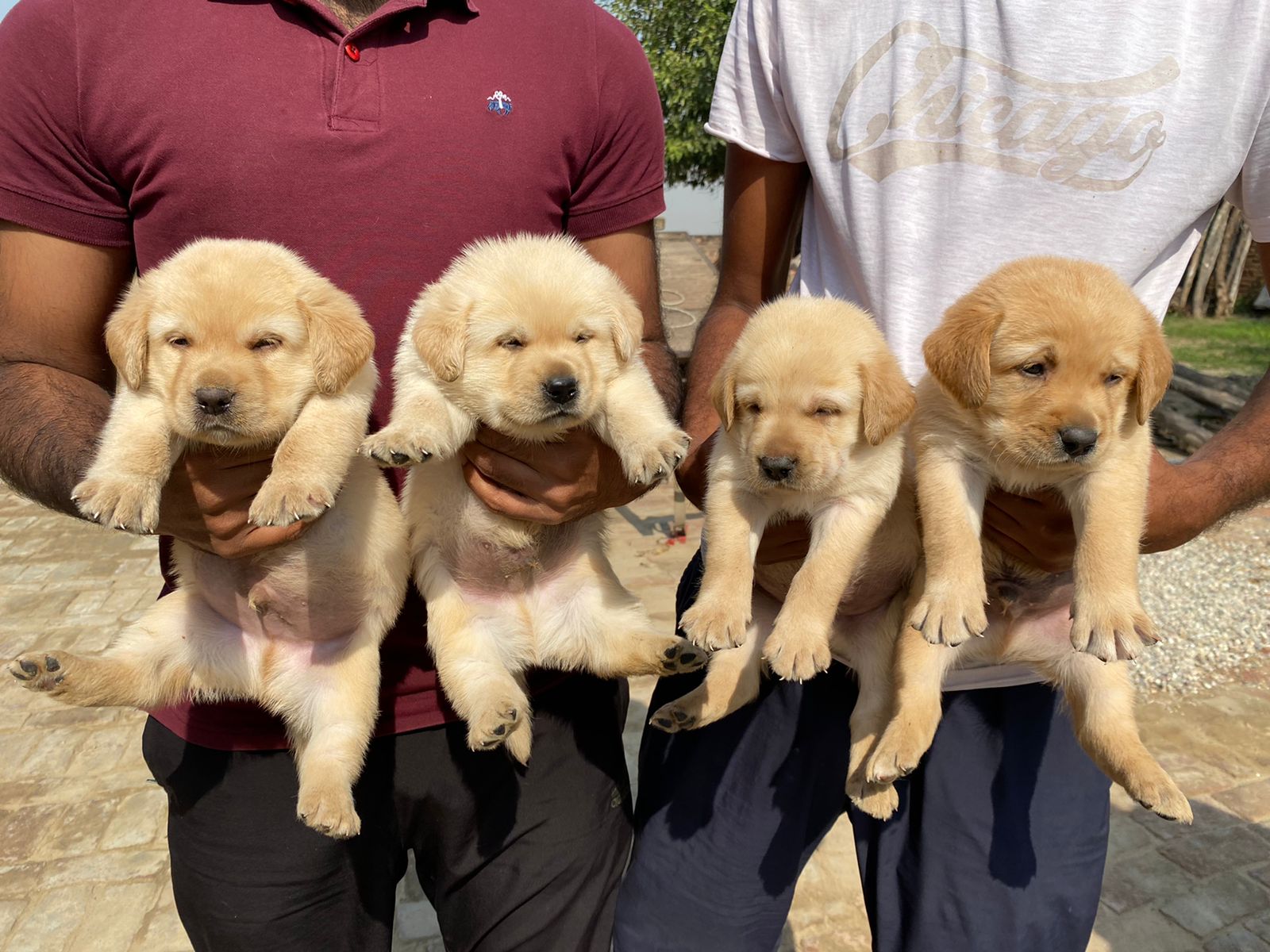 Maa Majisa Pet Shop Barmer 7568350100 Indianpets Twitter