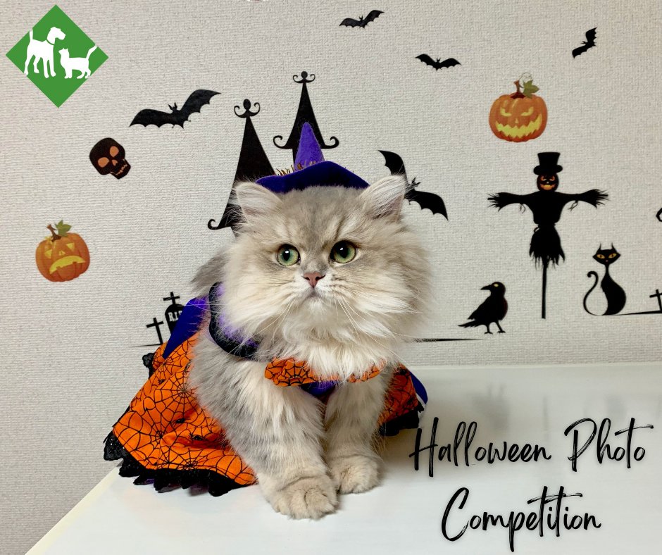 Halloween Pet Costume Photo Contest 📸
Upload your photo for the chance to win a luxury Autumn Gift Box from Fortnum &amp; Mason
tinyurl.com/3juzhajf