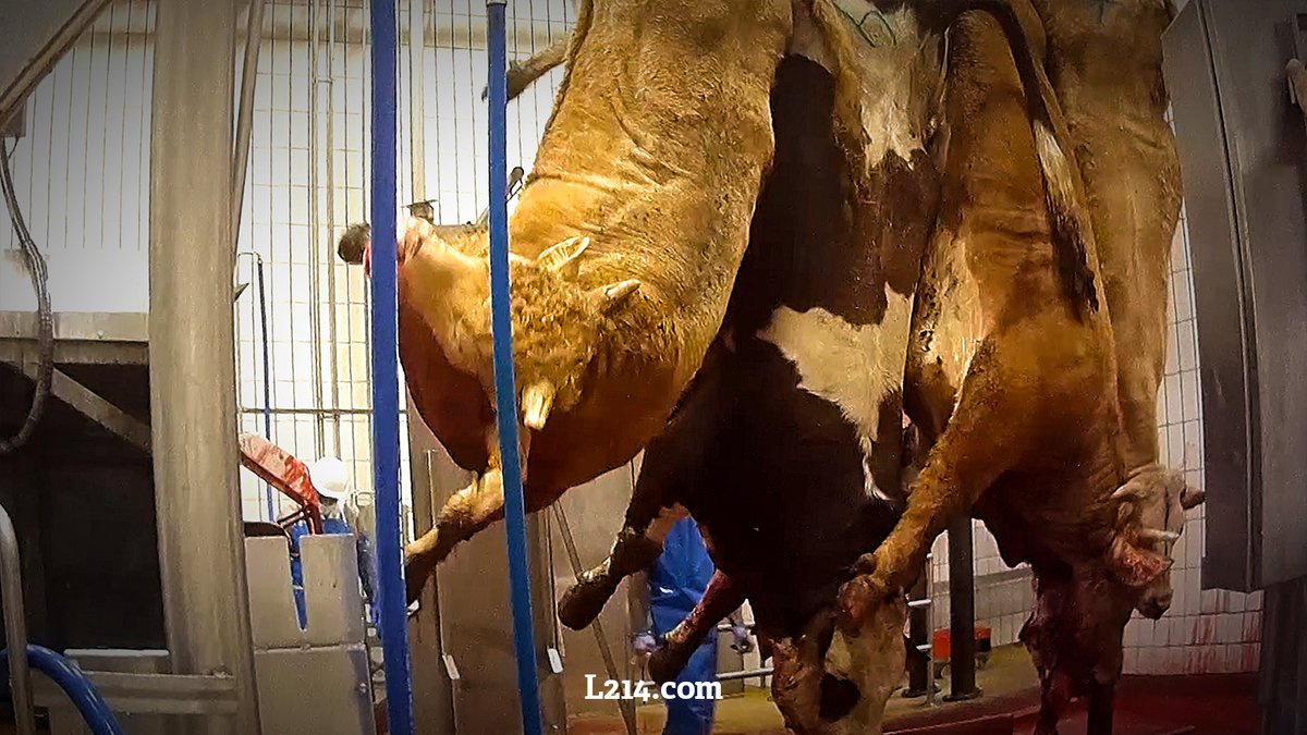 Abattage rituel sans étourdissement chez #Bigard: des bovins encore conscients après avoir été égorgés sont suspendus par une patte et subissent une lente agonie dans l’indifférence générale. #JeudiPhoto 
Stop à l'abattage sans étourdissement 👉 l214.com/enquetes/2021/…