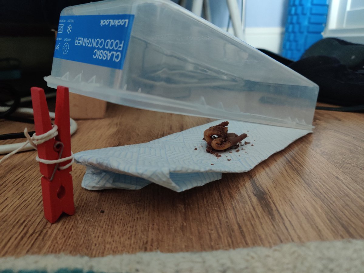 mauriceelliott_'s tweet photo. Ok mouse invader, let's see you avoid this trap MacGyvered with things found in the kitchen drawer. 🛠️
Manually sprung with a long bit of string and baited with a Curly Wurly. 🐀
I'm ready. #ManVsMouse https://t.co/f8UFeXcvZR