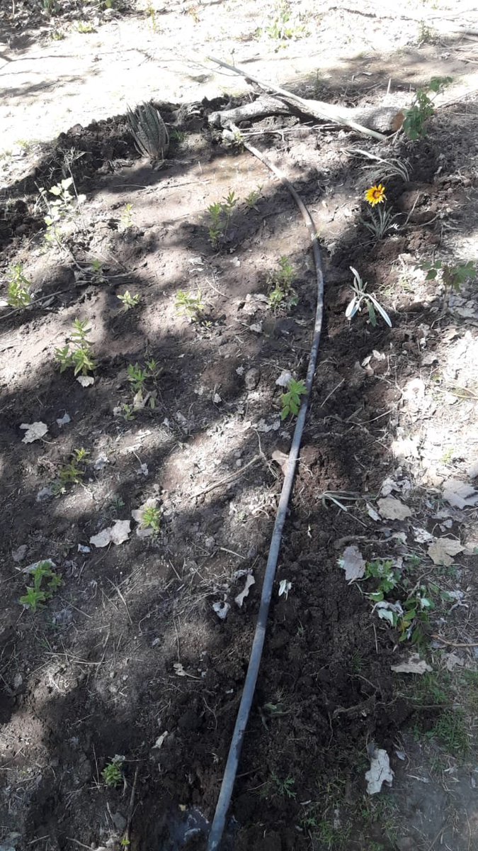 WillkakutiSR's tweet image. #Willkakuti plantó 🌼 en nuestros canteros de aromáticas en #ElNihuil.
#programadeautonomiaalimentaria
#plandeemergenciaalimentaria
#tumunicipio
Translate Tweet