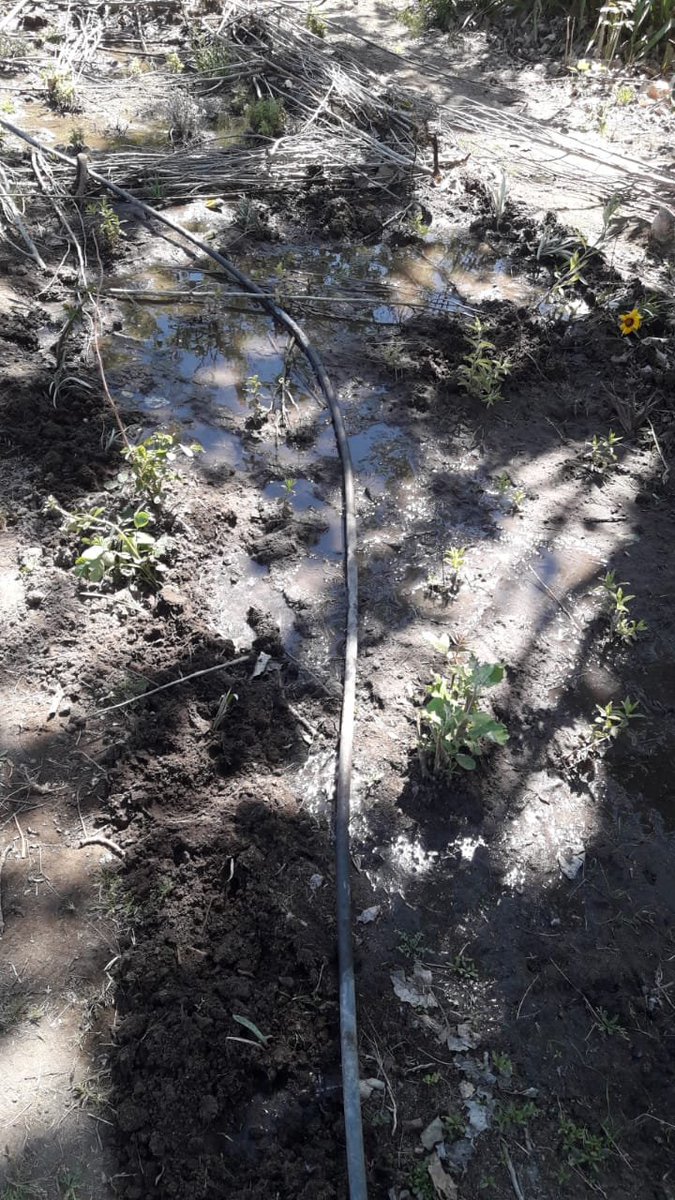 WillkakutiSR's tweet image. #Willkakuti plantó 🌼 en nuestros canteros de aromáticas en #ElNihuil.
#programadeautonomiaalimentaria
#plandeemergenciaalimentaria
#tumunicipio
Translate Tweet