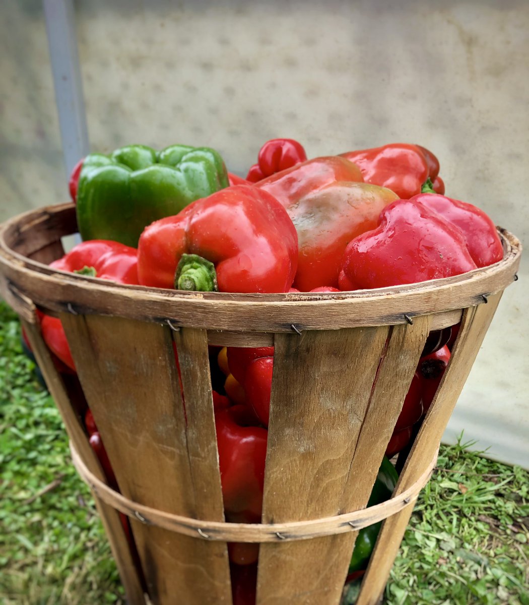 AdamsRicciFM's tweet photo. It’s ALL TREATS today (3:00 p.m. - Dusk) on this Halloween edition of market! Stock up on homegrown veg, micro greens &amp; pasture-raised meat &amp; poultry, PA wines, homemade baked goods, kettle corn, cider donuts &amp; honey, free-range eggs, apple cider &amp; more. https://t.co/NP4ruWcELO https://t.co/0LXiwkckhs