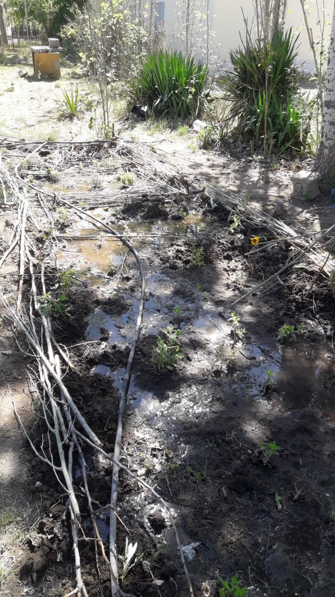 WillkakutiSR's tweet image. #Willkakuti plantó 🌼 en nuestros canteros de aromáticas en #ElNihuil.
#programadeautonomiaalimentaria
#plandeemergenciaalimentaria
#tumunicipio
Translate Tweet