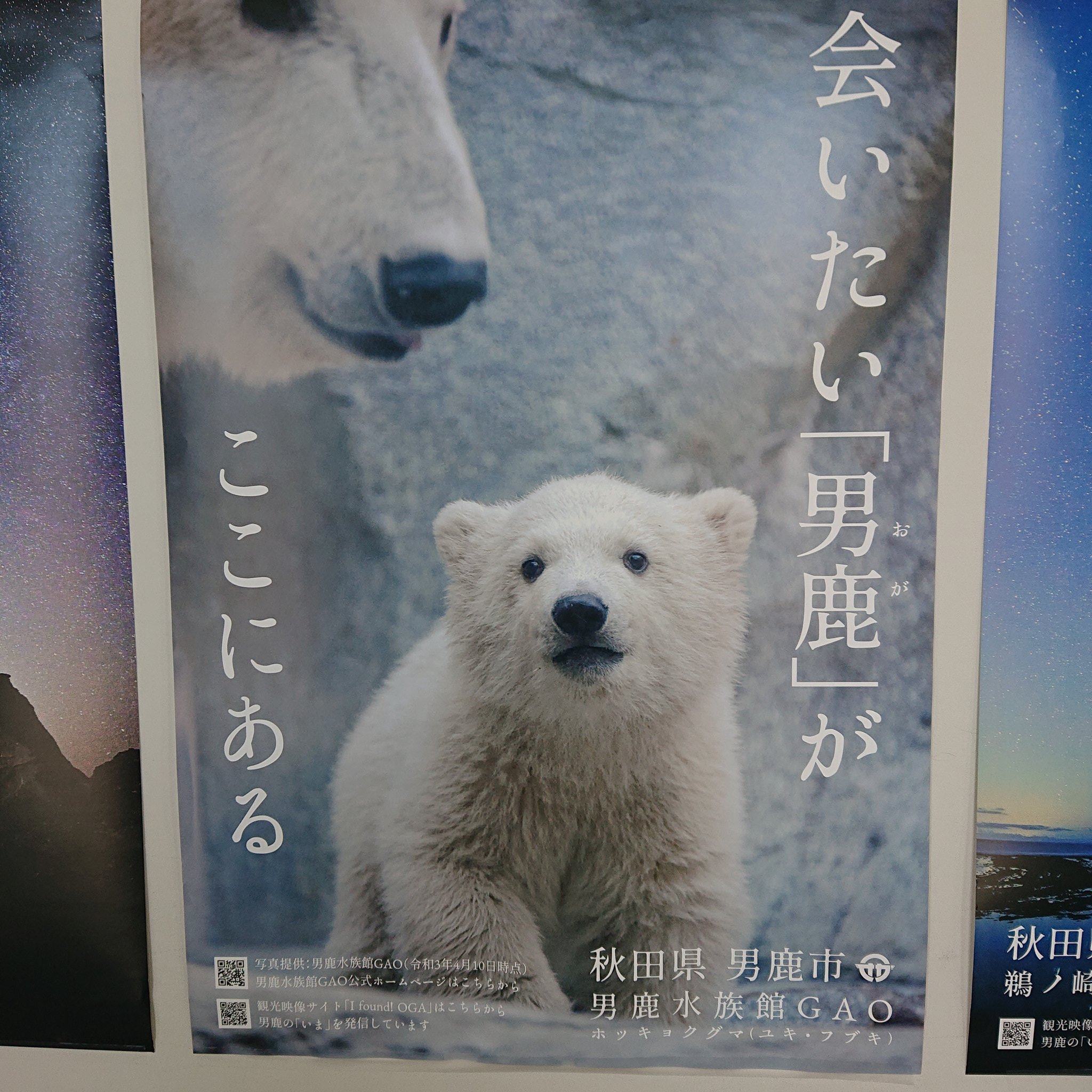 □【最安値挑戦!】□ 男鹿水族館 GAO ホッキョクグマ メダル www
