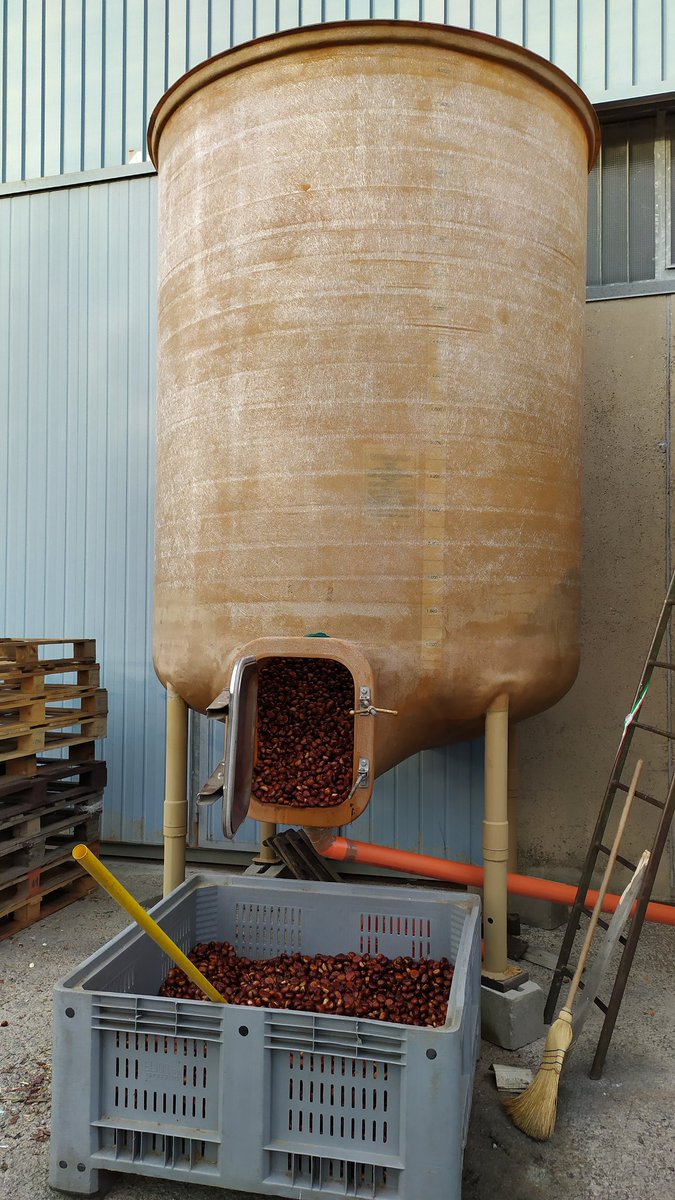 E dopo il bagnetto, andiamo a asciugarci 🌰 #castagne #chestnuts #autunno #marroni #curatura in #acqua #castagneamiata