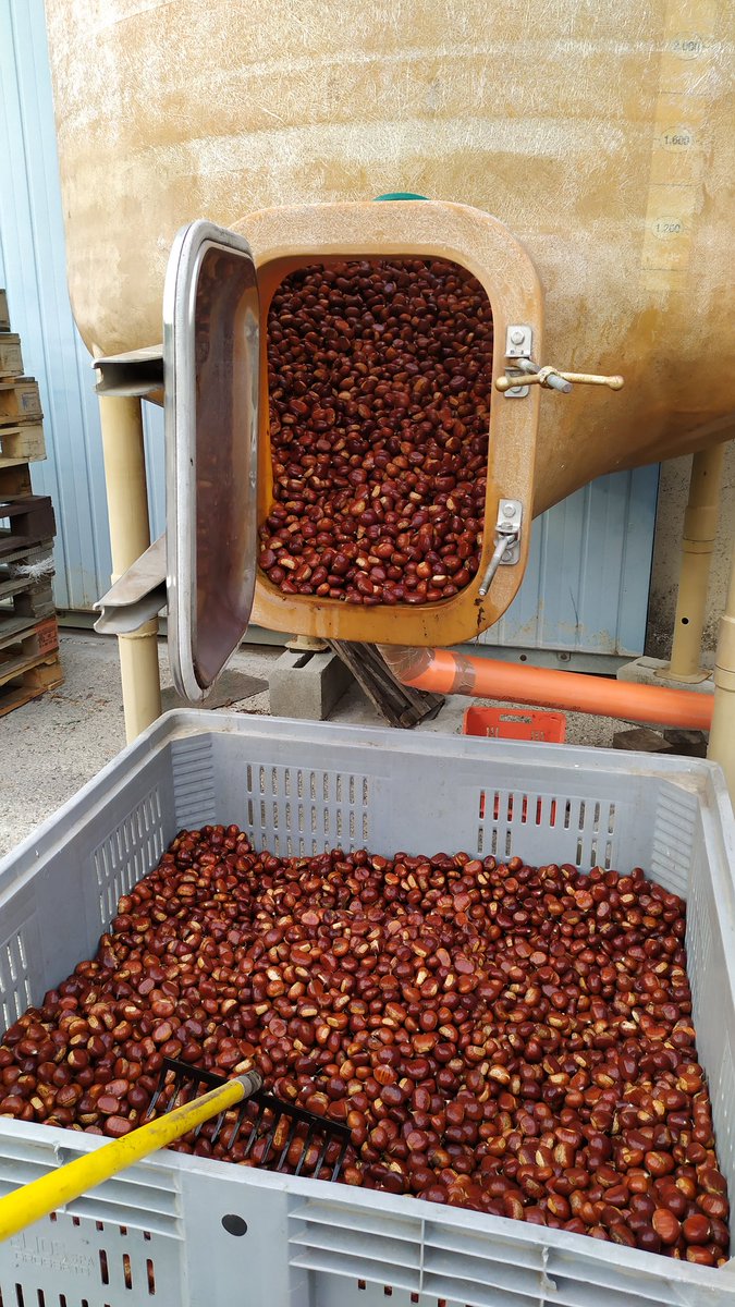 E dopo il bagnetto, andiamo a asciugarci 🌰 #castagne #chestnuts #autunno #marroni #curatura in #acqua #castagneamiata