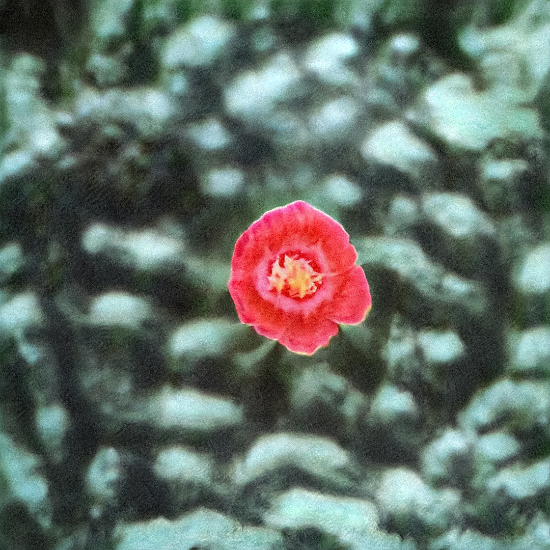 Noumena 🌼🔮 tweet media