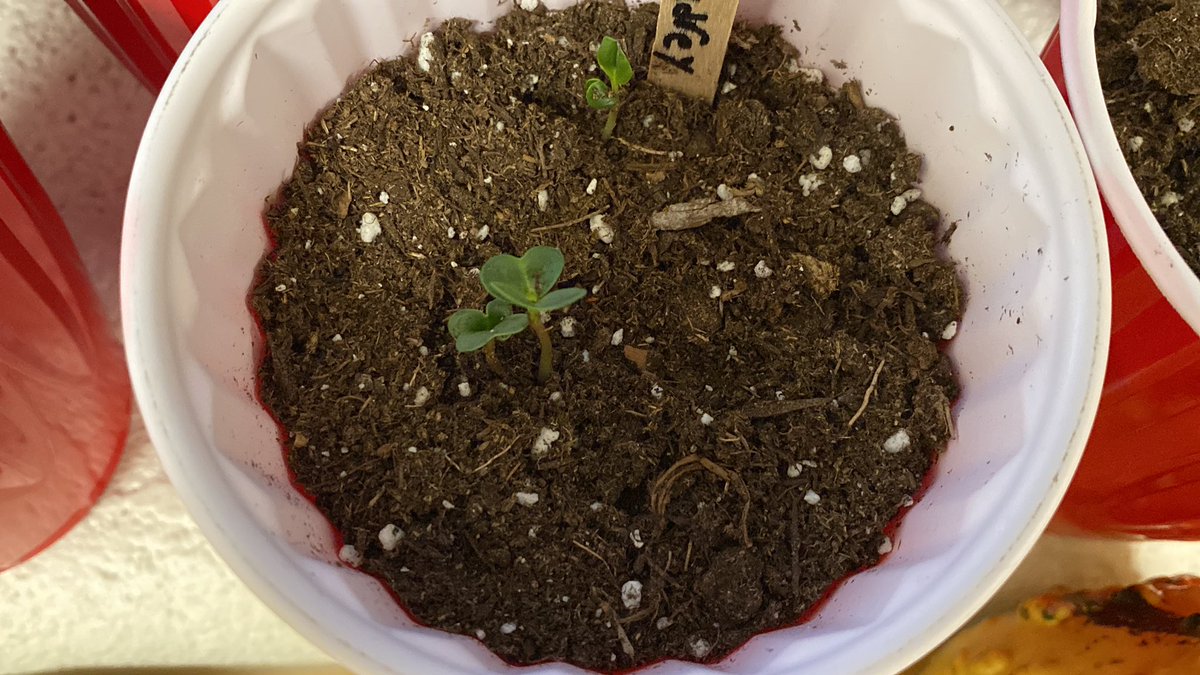 grade3vsps's tweet photo. Over the past few days we planted seeds and have been watching them grow. We care for them by watering them and moving them to the sunlight. Some of our seeds have started to grow! We record our observations each day. #grade3 #plants #science https://t.co/lO4geGfr0c