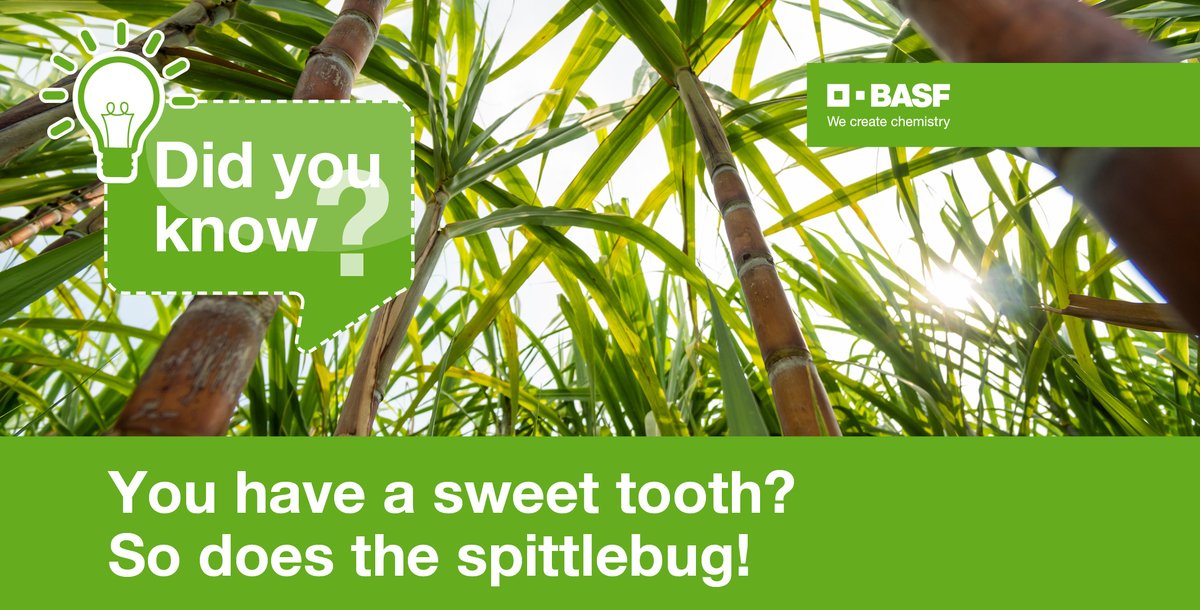 BASFAgro's tweet photo. Sugar is sweet and enjoyable, but the spittlebug loves it too! It sucks liquids out of sugar cane, reducing yield and causing damage through its toxic saliva.More on Entigris website as we get set to launch for Brazilian farmers.https://t.co/JpZIrhPLCI #BASFInsecticides #BASFInAg https://t.co/D5giO0Szio