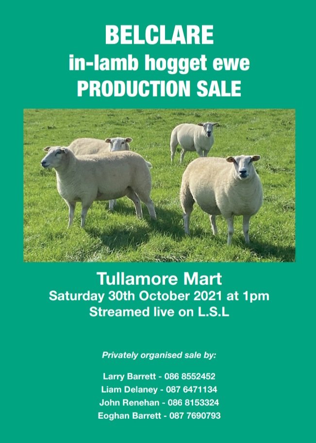 Belclare Sheep Society (@belclaresheep) on Twitter photo 