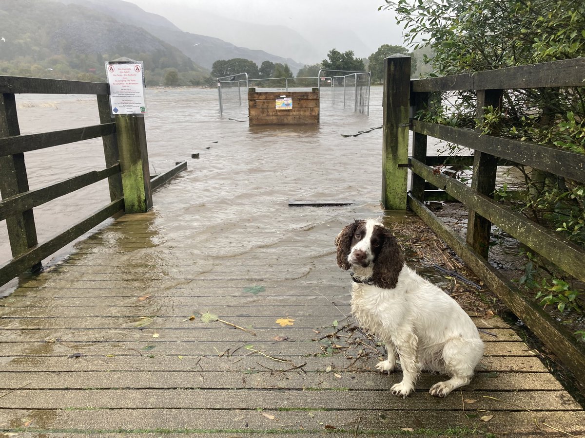 The Water Meadows of #Llanberis are a bit full of water this afternoon. George the dog was gutted bless him. 
⁦<a href="/Ruth_ITV/">Ruth_TV</a>⁩ 
⁦<a href="/EinCaerDdol/">Ein Cae'r Ddôl</a>⁩