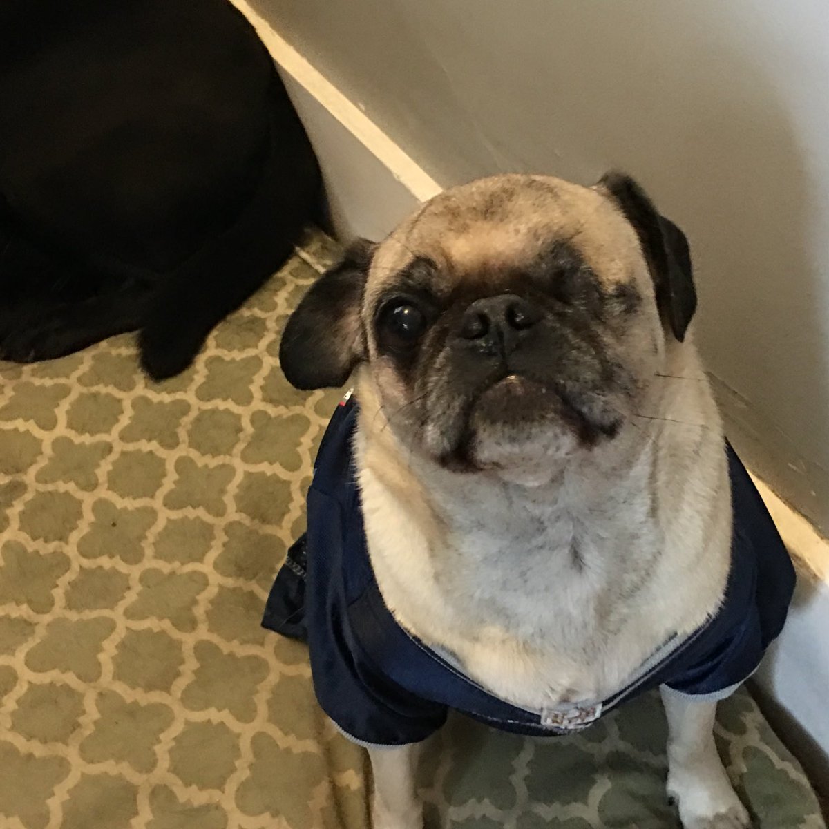gorman_ln's tweet photo. ⁦@MoePug⁩ it’s me 13th birthday!!! I’m still kicking #pugslife #oneeyedpug #tripod https://t.co/t4yPn0krl0
