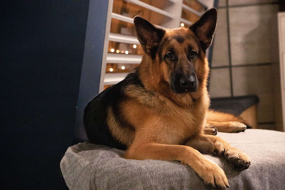 axnasia's tweet photo. Work, pets, treats, and chill. But mostly work.
Take a peek at the typical day of our best boy, Rex! 🐾
📺 Hudson & Rex | Mondays to Thursdays at 8.50PM (7.50PM JKT/BKK).
#AXNHudsonAndRex https://t.co/wh8MxdRpxH