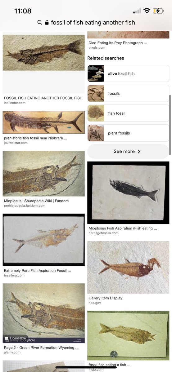 deusamatme's tweet photo. @MacBareth @Nominal31152751 @ScientiaPercept @JMichaelsonUT @self2_0 Here are fossils of fish eating another fish. According to evolutionists, it takes millions of years to form fossils. I don’t think it takes millions of years to eat a meal. No, these fish were buried alive rapidly, thus their meal still stuck in their esophagus. https://t.co/cXT7yHq3kv