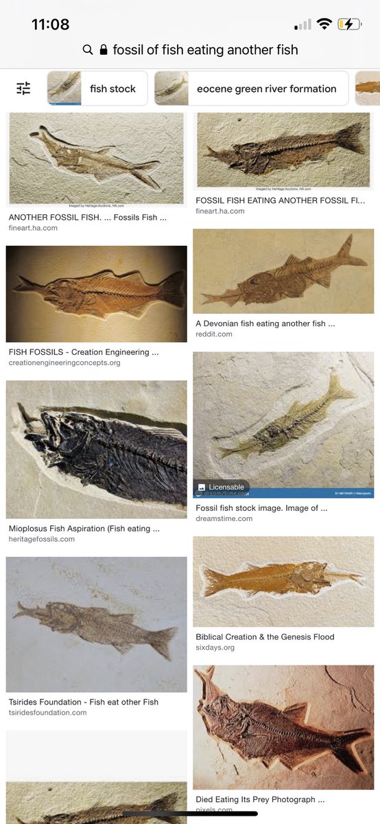 deusamatme's tweet photo. @MacBareth @Nominal31152751 @ScientiaPercept @JMichaelsonUT @self2_0 Here are fossils of fish eating another fish. According to evolutionists, it takes millions of years to form fossils. I don’t think it takes millions of years to eat a meal. No, these fish were buried alive rapidly, thus their meal still stuck in their esophagus. https://t.co/cXT7yHq3kv