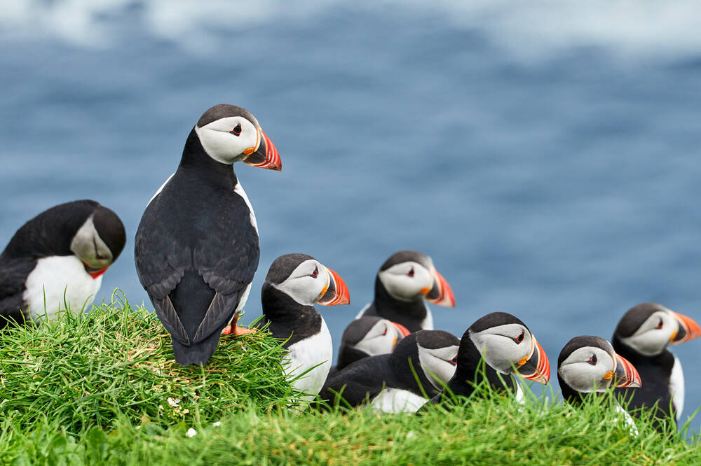 StaffaNTS's tweet photo. Many of the 120,000 people visiting #Staffa each year enjoy up-close views of the beautiful #seabirds. There are concerns about the stability of #puffin populations, rising sea temperatures and weather extremes linked to #climate change. 

@Climate_Scot @COP26 #COP26 https://t.co/aaEE8IxiEr