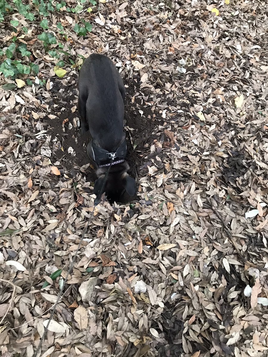 ASmallBrownDog1's tweet photo. Today we went to the woods. I dug a BIG hole #holedigging #DogsofTwittter https://t.co/lJ8T18eJwS