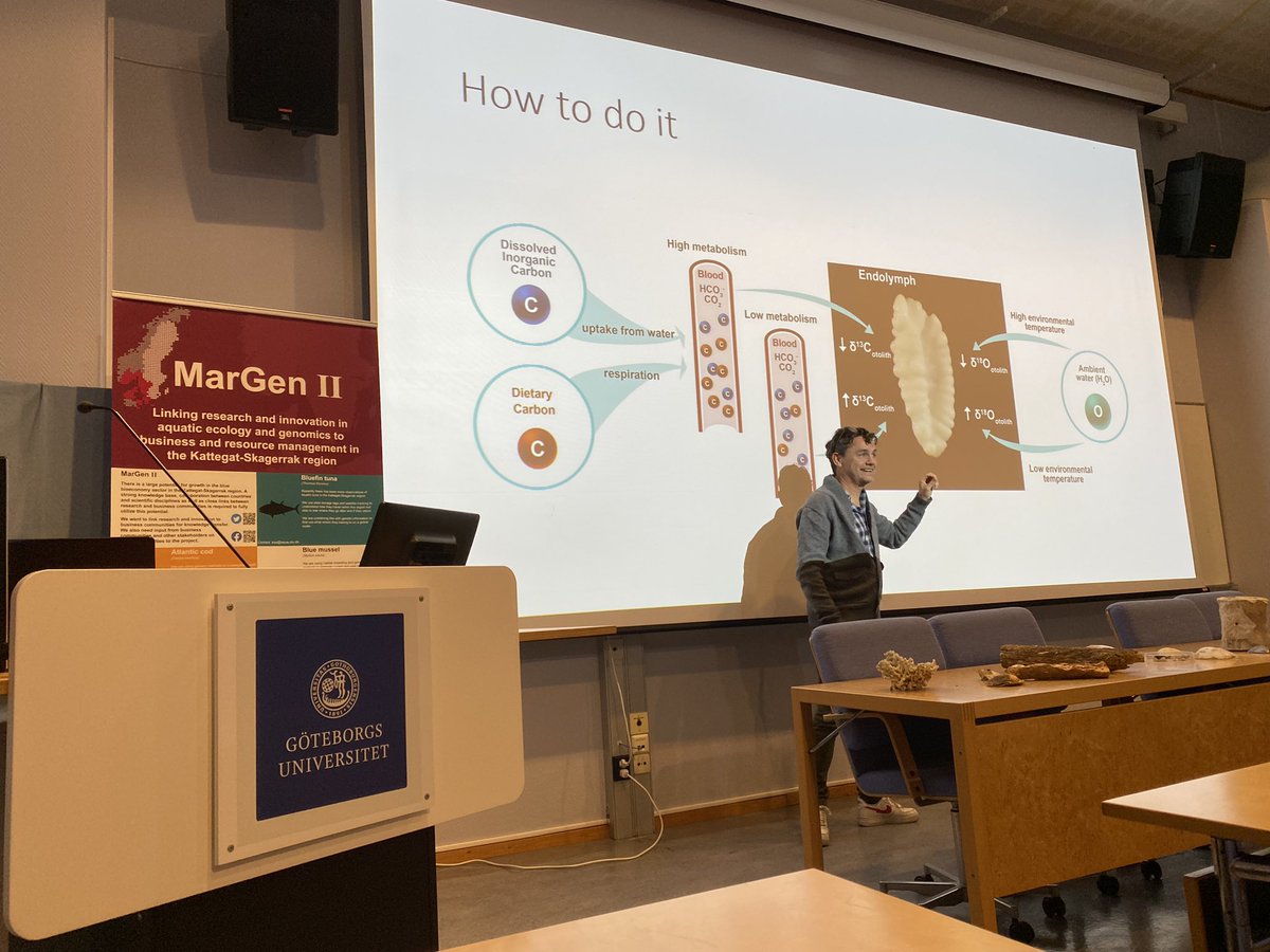 MarGen_II (@margen_ii) on Twitter photo <a href="/petergronkjaer/">Peter Grønkjær</a> is demonstrating how we can measure metabolic rates from otoliths to help our understanding of why and how fish migrate. #cod #skrei <a href="/petergronkjaer/">Peter Grønkjær</a> is demonstrating how we can measure metabolic rates from otoliths to help our understanding of why and how fish migrate. #cod #skrei