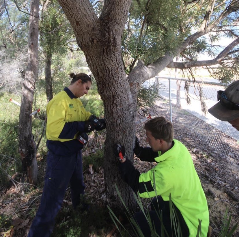 Leschenault CC (@leschenaultcc) on Twitter photo Interested in volunteering your time to a local environmental group? We are looking for volunteers this Saturday to help inject native trees with a fungicide, phosphite, to help boost natural defences to Phytophthora dieback. Email johnny.prefumo@leschenaultcc.org.au for details. Interested in volunteering your time to a local environmental group? We are looking for volunteers this Saturday to help inject native trees with a fungicide, phosphite, to help boost natural defences to Phytophthora dieback. Email johnny.prefumo@leschenaultcc.org.au for details.