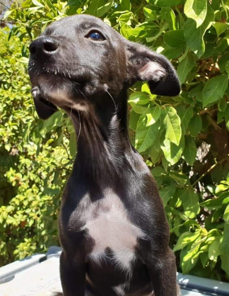 AnimalAmanecer's tweet photo. Con esas caras no engañan a nadie 😅😂. Traviesas, juguetonas, revoltosas, divertidas y con las ganas locas que tiene cualquier cachorro de 4 meses de comerse el mundo ❤.De adultas serán pequeños. Sólo Madrid.
👉 tlf. 617 797 905 (wshp)
👉 @: Info@amaneceranimal.soy https://t.co/JpI9x6CQcp