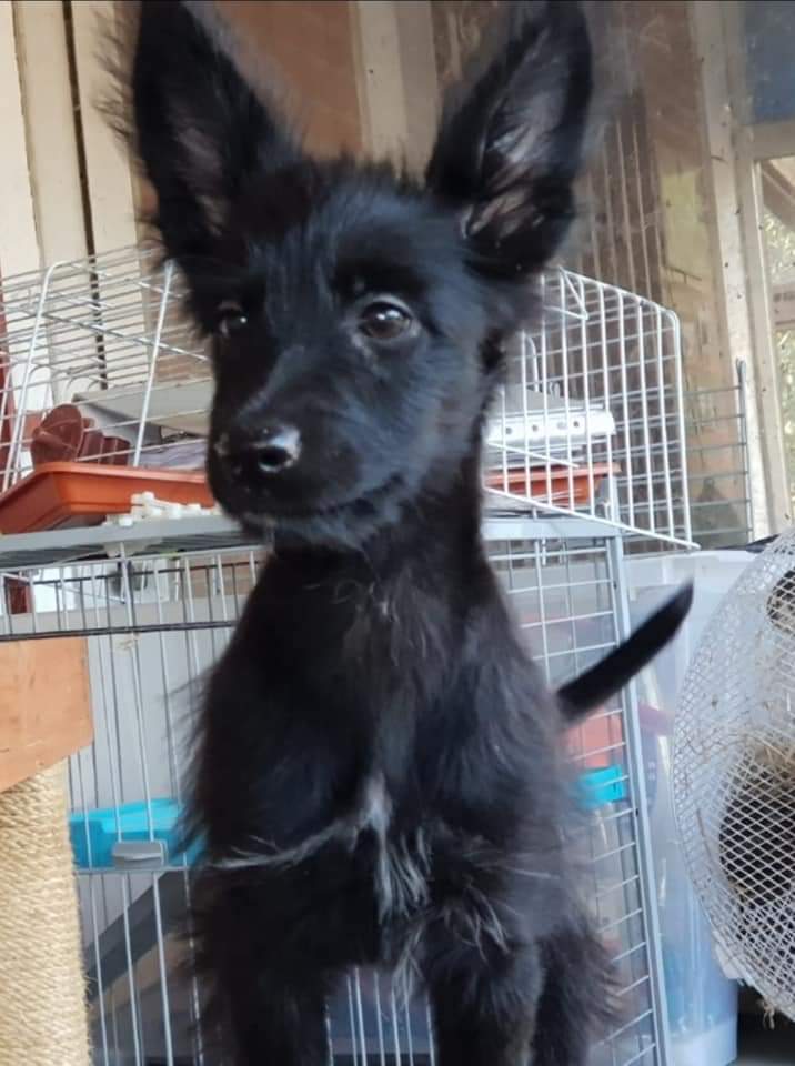 AnimalAmanecer's tweet photo. Con esas caras no engañan a nadie 😅😂. Traviesas, juguetonas, revoltosas, divertidas y con las ganas locas que tiene cualquier cachorro de 4 meses de comerse el mundo ❤.De adultas serán pequeños. Sólo Madrid.
👉 tlf. 617 797 905 (wshp)
👉 @: Info@amaneceranimal.soy https://t.co/JpI9x6CQcp