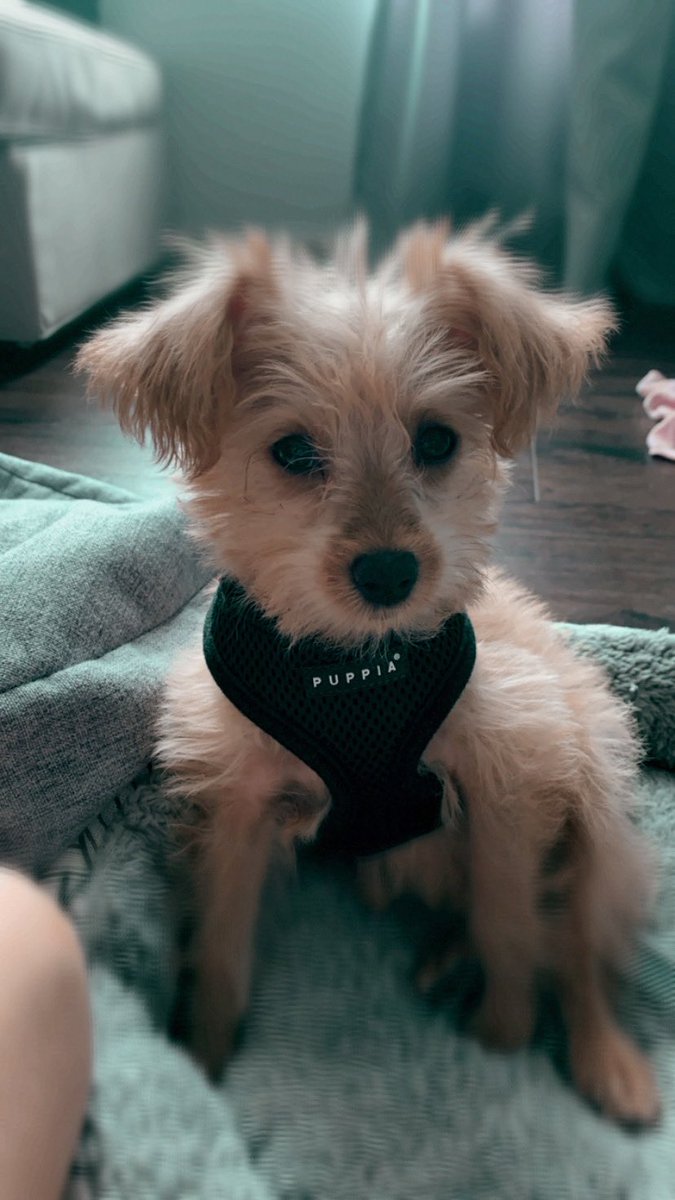 DarynneG's tweet photo. Am I not the cutest sweetheart?? 😍

“Mam forced this black thing on me blehhh. Ima girl mam” https://t.co/dHwBqR0CY9