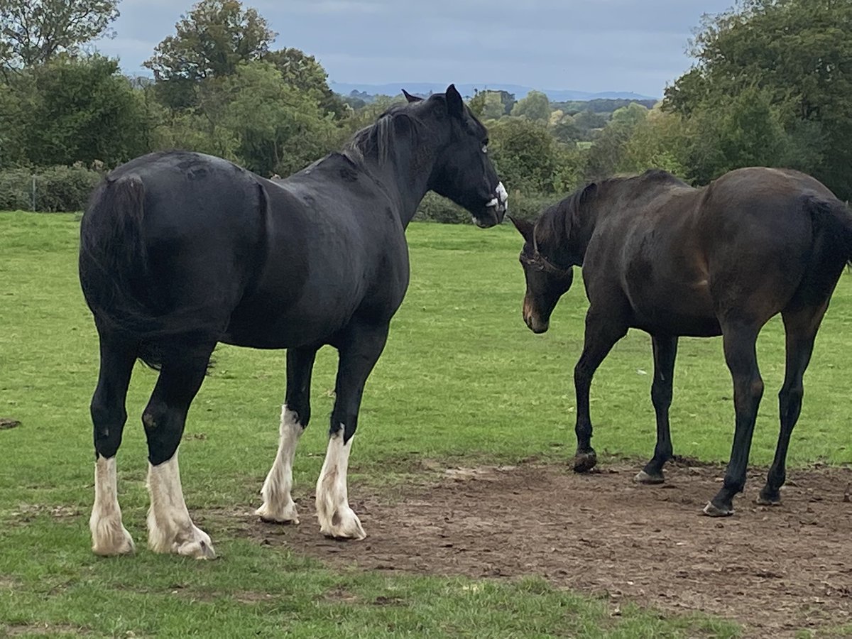 candleshopmitch's tweet photo. A lovely day off, having lunch at #jinnyrings craft centre, surrounded by this noisy lot, and these gorgeous horses ๐ฅฐ๐ฅฐ. Now off too #Webbsofwychbold ๐ณ๐บ. @SevernOffice @J21Coaching @bigtalluk @KrasnayaDolls @PodcastBread @ZebraMingo @BadgerCrafty @Dollie1952 @AAAbbottStories https://t.co/joFUqQhFsW