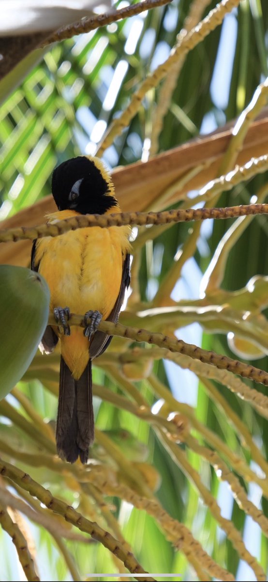 Jurian Simoons tweet media