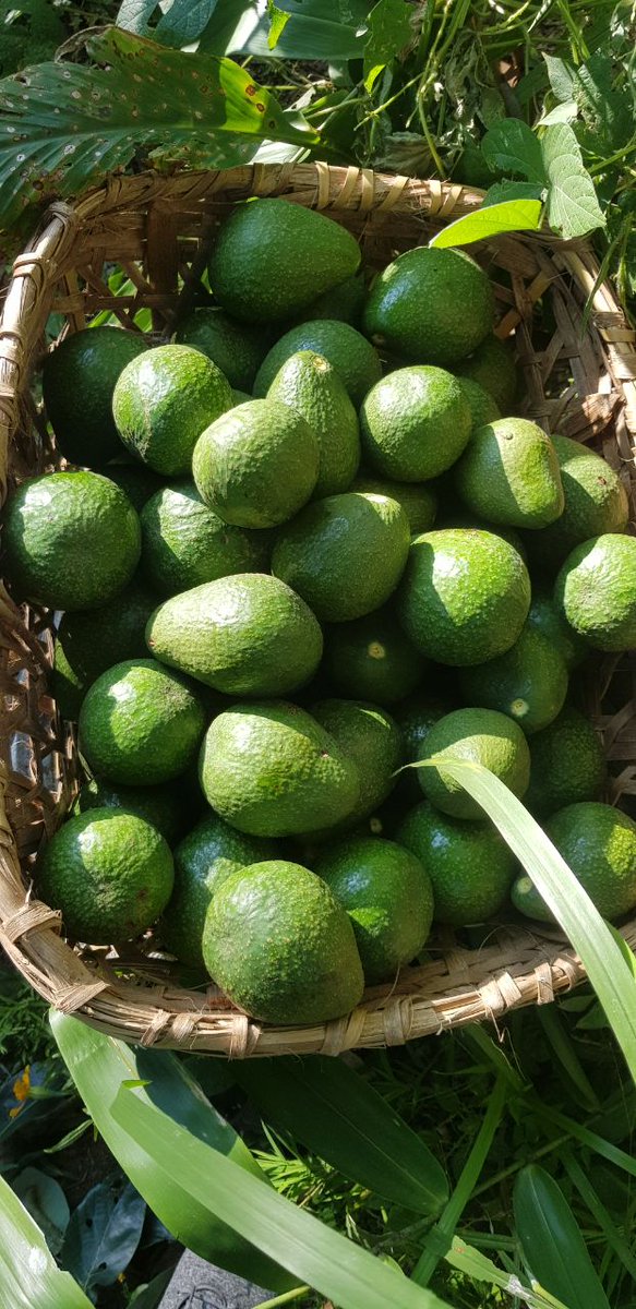 prabingura's tweet photo. Excited for next batch of avocado 🥑 from Dhankuta. Taking order & will arrive Kathmandu in couple of Days.
If anyone is interested kindly DM. Mass order is arranged. B2C price : 300rs per KG #DirectFromFarm #DhankutaKoAvocado #JaraAgro https://t.co/PC3Gjx496m