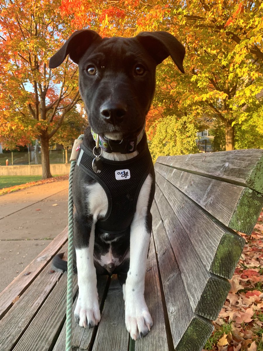 erikableiberg's tweet photo. Sebastian enjoyed a brief (very brief!) moment of early morning stillness in the autumnal light. #whywerescue #Rescuedogs ⁦@SeeSpotRescued⁩ #NJdogs https://t.co/xXog53Rl2l