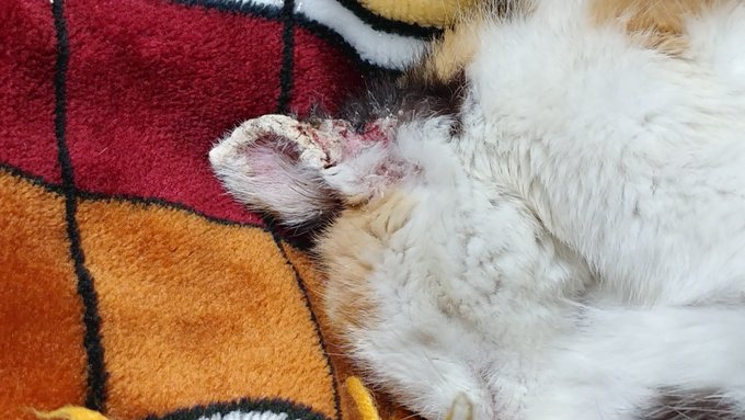 ミケを保護してから私の足や腕、最近はお腹にも虫刺されの様な赤い発疹がたくさん出て強い痒みが出るようになったんだけど、ネットで色々と調べてみたところミケの左耳の状態から『猫カビ』の可能性が高いかも(微グロ&スネ毛なので画像閲覧注意) 