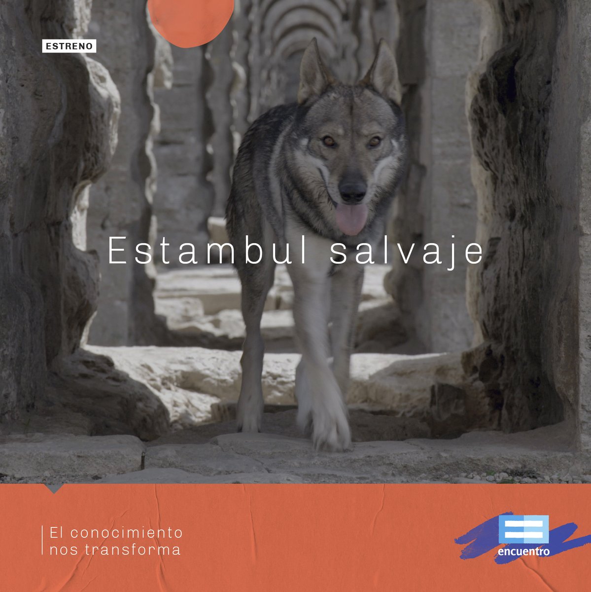 CanalEncuentro's tweet photo. Una ciudad impresionante que une dos continentes: Asia y Europa. Un territorio donde conviven loros exóticos y lobos traídos por comerciantes egipcios. Conocé el Bósforo, una de las rutas marítimas más transitadas del mundo. 'Estambul salvaje' 19:00. https://t.co/8aSdjMedeD