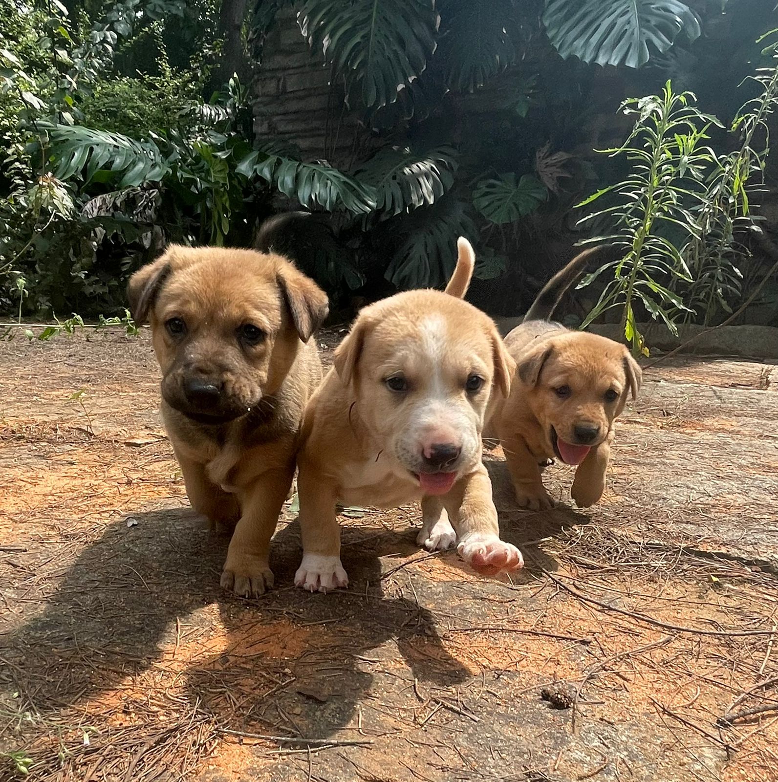 Desi puppy sale