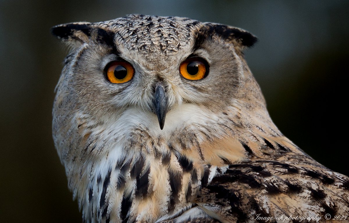 imageuk1's tweet photo. Looking at you! #TwitterNatureCommunity  #NaturePhotography #birds #ThePhotoHour  #birdphotography #nature #BirdsSeenIn2021 #owls https://t.co/bFlNF4BfHa